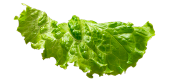 Lechuga